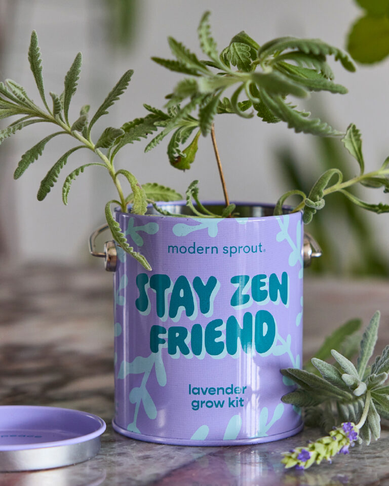 Modern Sprout_image_5